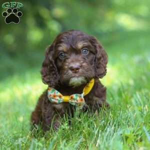 Bear, Cockapoo Puppy